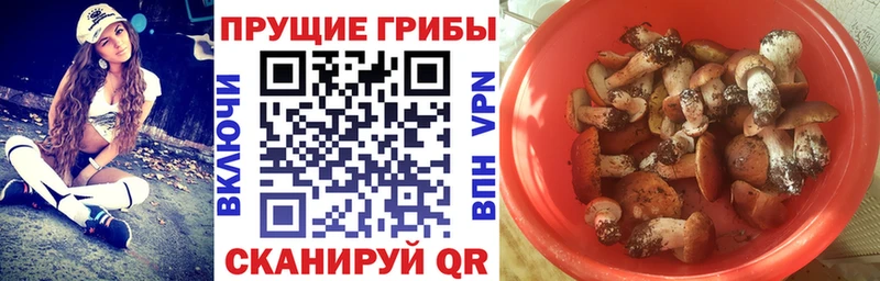 Галлюциногенные грибы Psilocybine cubensis blacksprut ССЫЛКА Вязьма